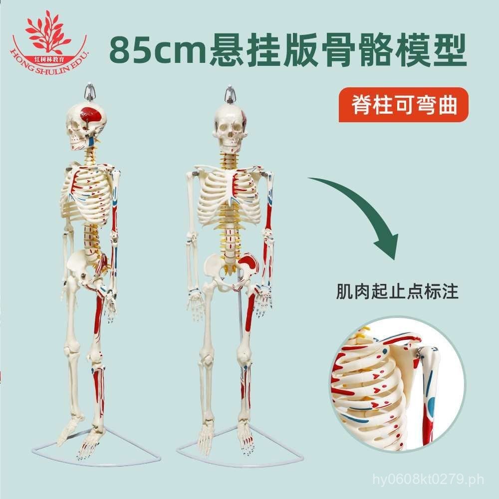 Skeleton Human Body85cm Human Skeleton Model Half Body Art Muscle Model ...