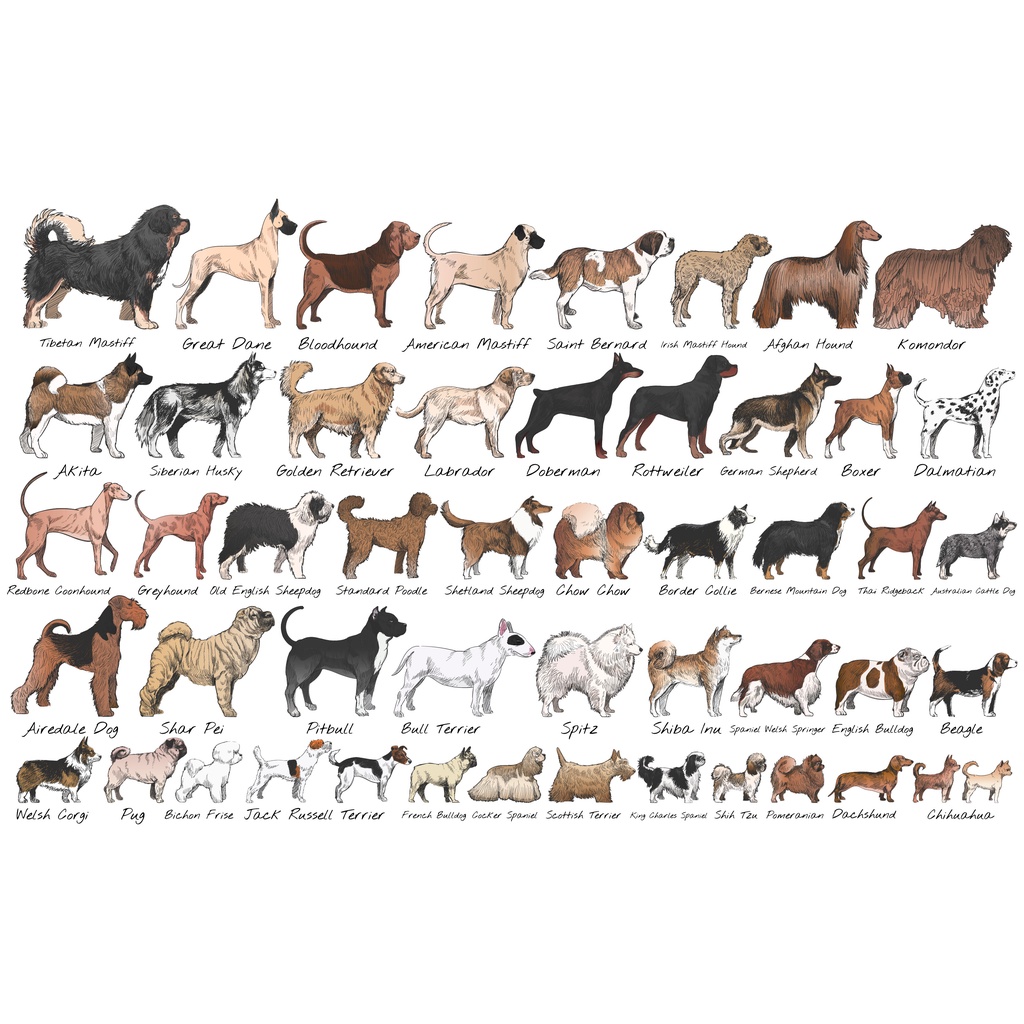 Dogs of The World Popular Breeds Chart Poster Modern Canvas Prints Wall ...