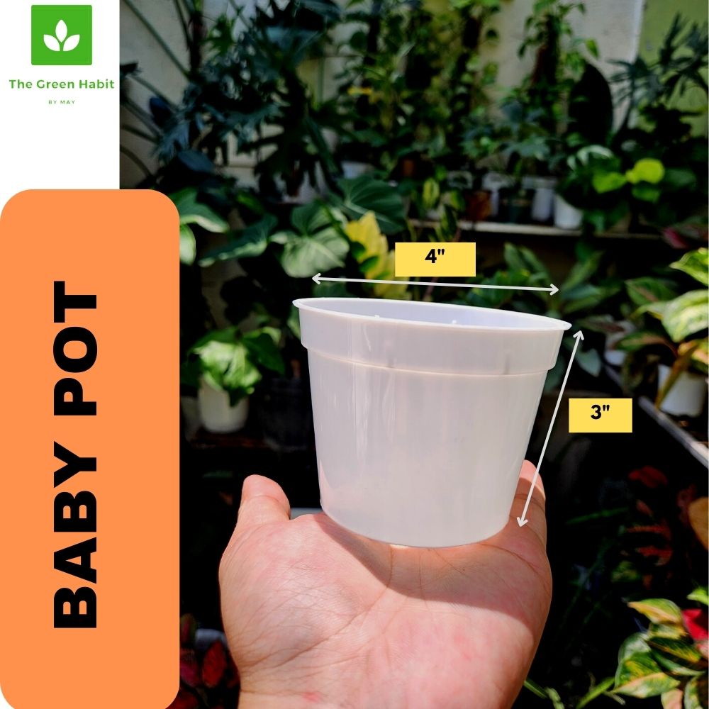 TGH Tiny Elegance Mini Plant Baby Pots for Office plants Baby Small