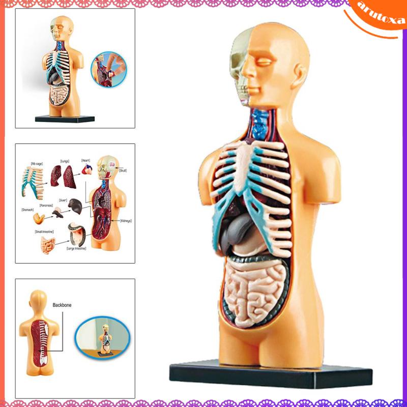 [Arutoxa] 3D Scientific Human Body Model Classroom Assembly Learning ...