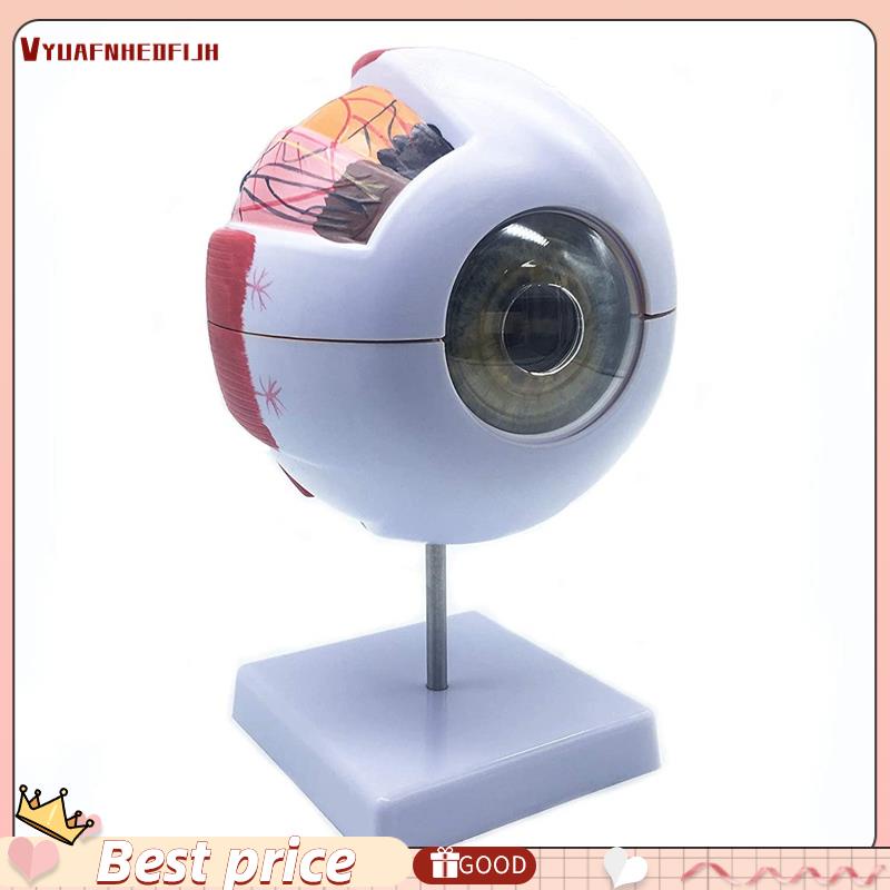Anatomy Eye QWORK 6X Enlarged Human Eye Anatomy Model, Magnified Eyeball Model With Detachable Bracket, Anatomically Accurate Science Education Display Medical Eye Model