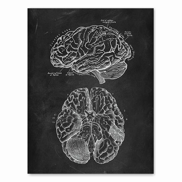 Vintage Human Anatomy Artwork Canvas Print for Medical Clinic Wall ...