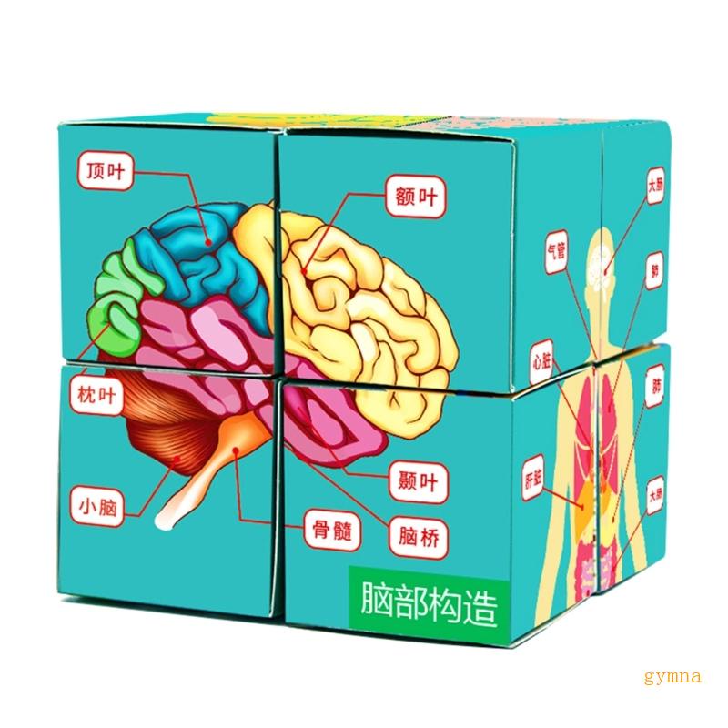gym Anatomy Study Cube Learning Tool Anatomy Chart Sets Human Body