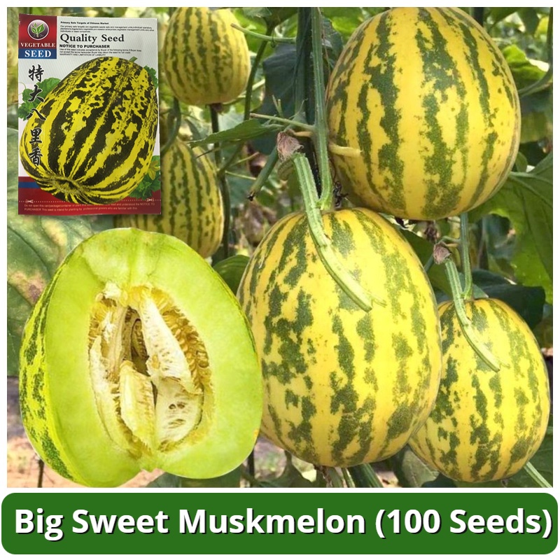 Super Sweet Big Early Muskmelon 100 Seeds for Planting Fruits Plants ...