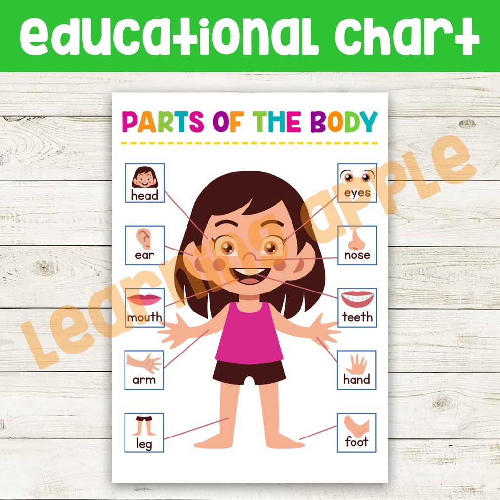 ♞Laminated Educational Chart Science Parts Of The Body, Five Senses ...