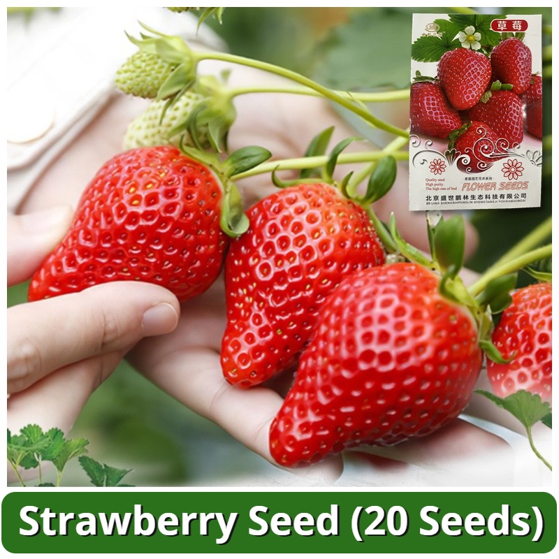 High Yield Sweet Strawberry 20 Seeds for Planting Fruits and