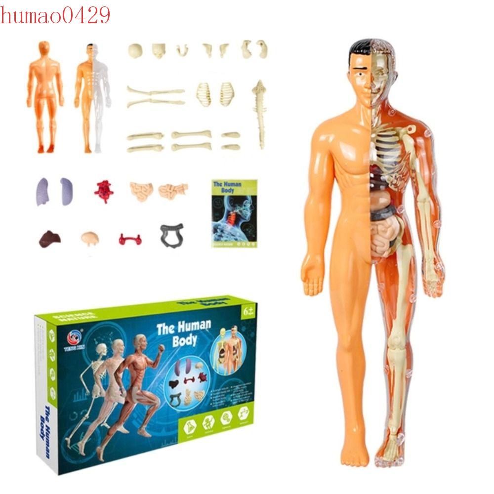 HUMAO Human Body Model, Mannequin Anatomy Model Human Anatomy Model ...