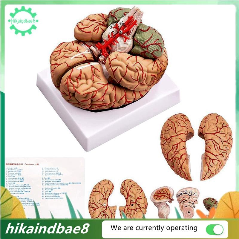 [hIkAi] Human Brain Model,Life Size Human Brain Anatomy Model with ...