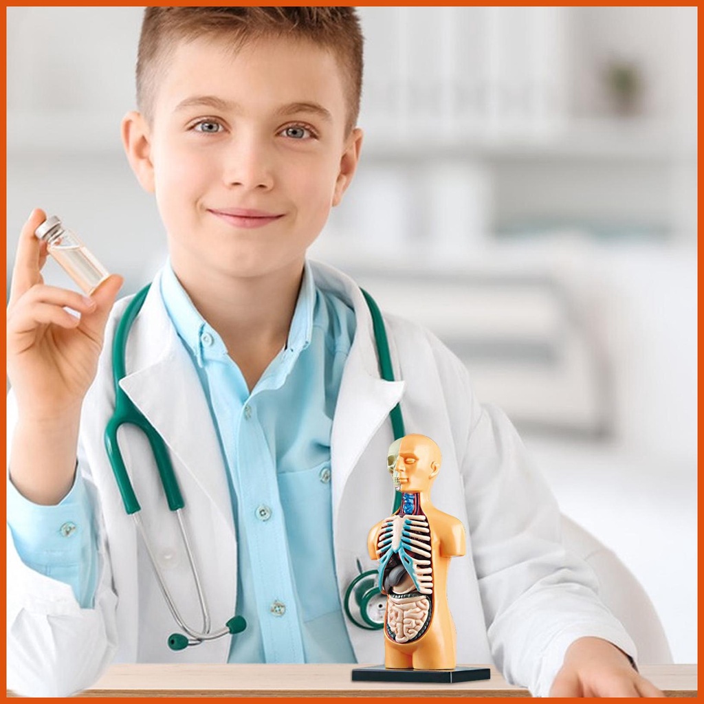 Human Body Anatomy Doll DIY 3D Human Skeleton Model Toy With Removable