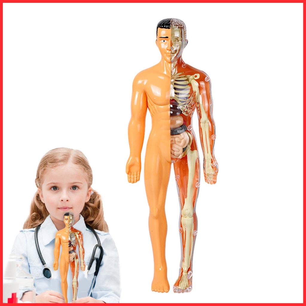 Human Body Anatomy Doll 3D DIY Human Anatomy Toy With Removable ...