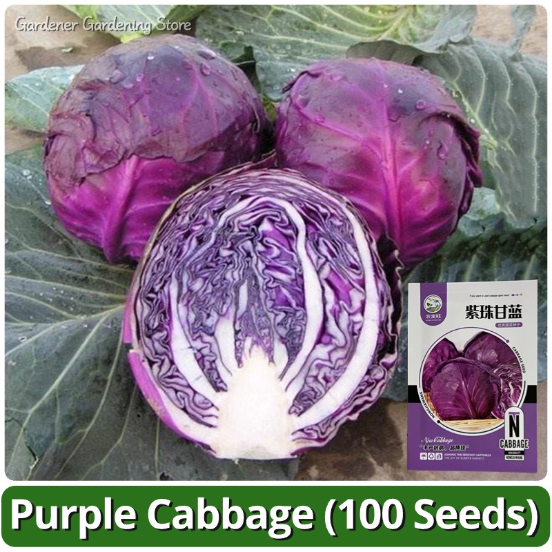 Purple Cabbage Vegetable Seeds for Planting (100pcs) Legit Fresh ...