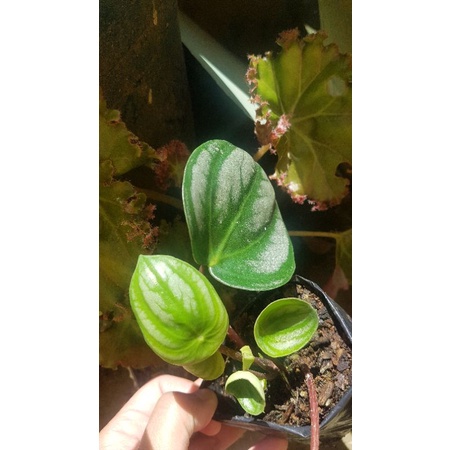 ♟peperomia Watermelon 