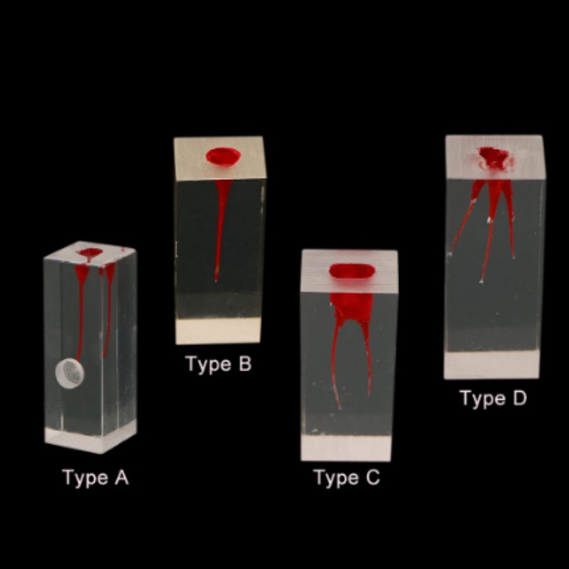 Teeth Model Root Canal Model Endodontics Training Tooth Model RCT ...