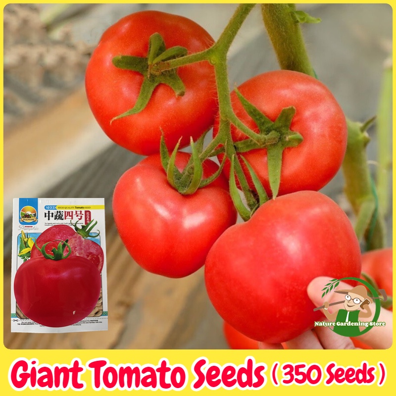 Giant Tomato Seeds for Planting 350 Seeds High Yield Big Tomatoes Seeds ...