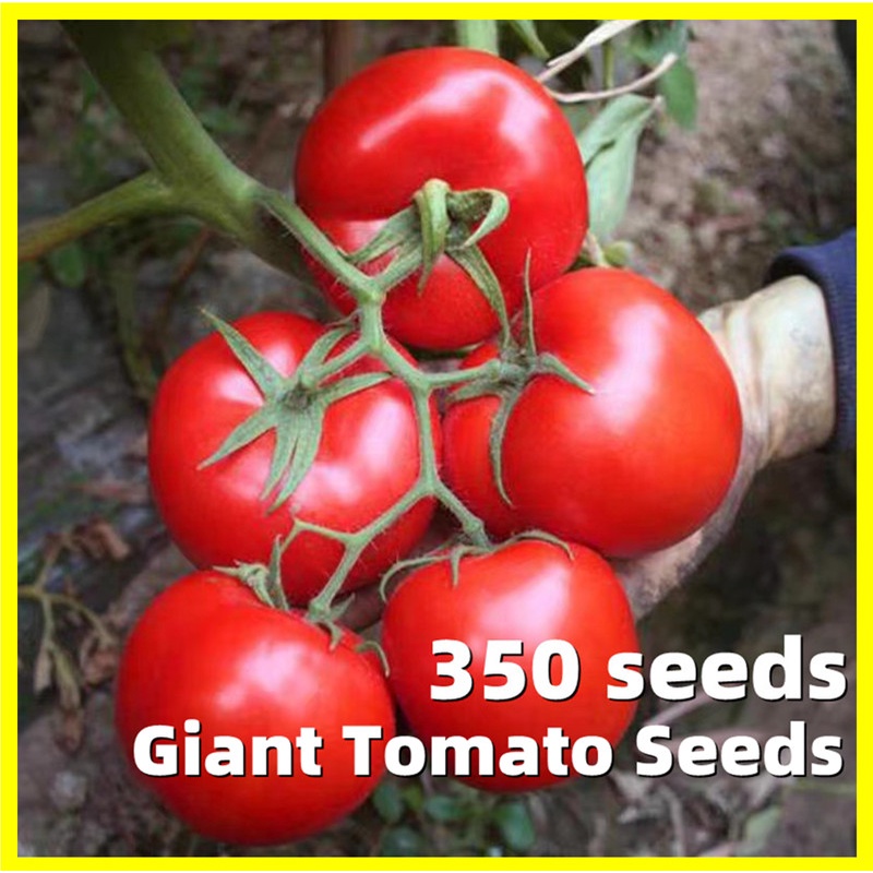 Giant Tomato Seed - High Germination 350 Seeds on Sale Hybrid Tomato ...