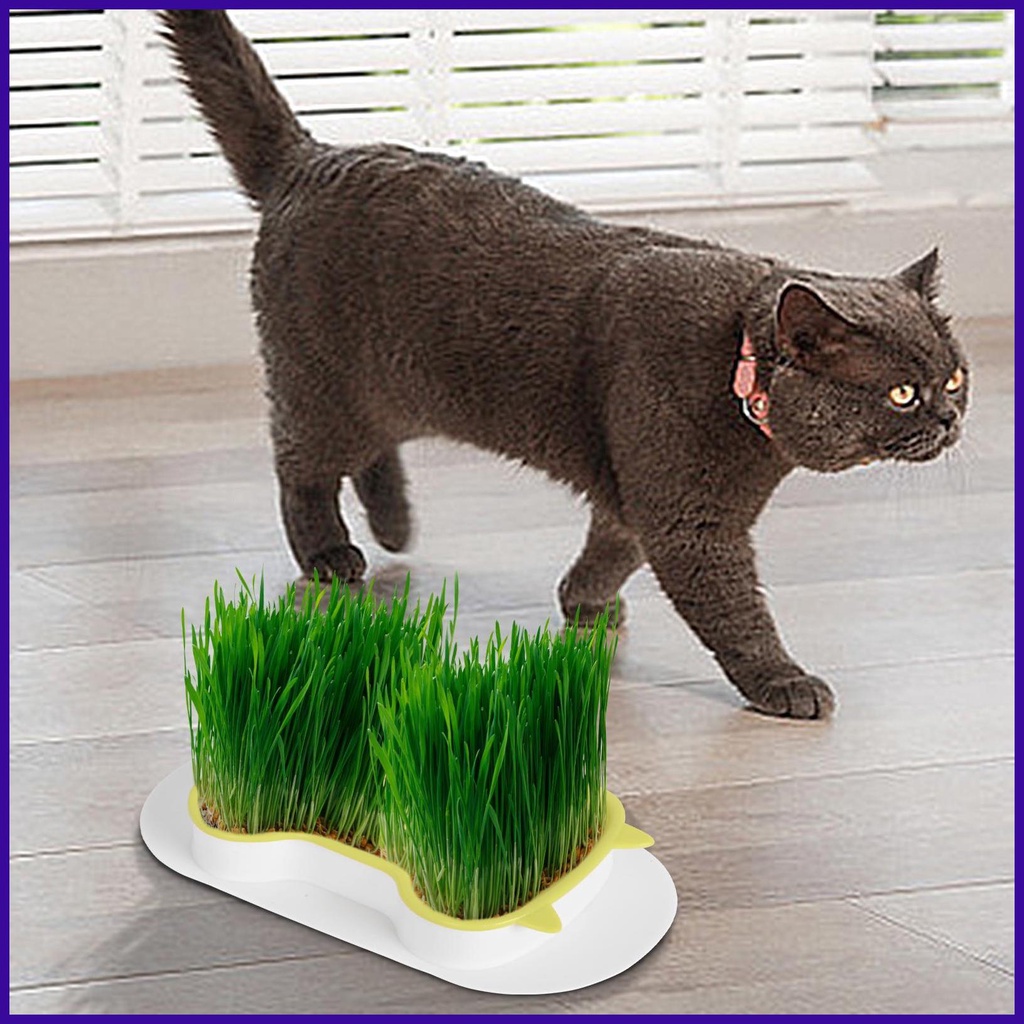 Cat Grass Tray Cats Wheat Grass Growing Pot Plant Pot For Cats Grass
