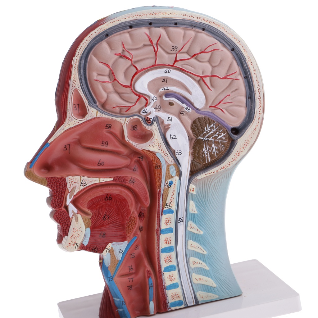 Median Section Of 1:1 Lifesize Human Head & Neck & Superficial Muscle ...