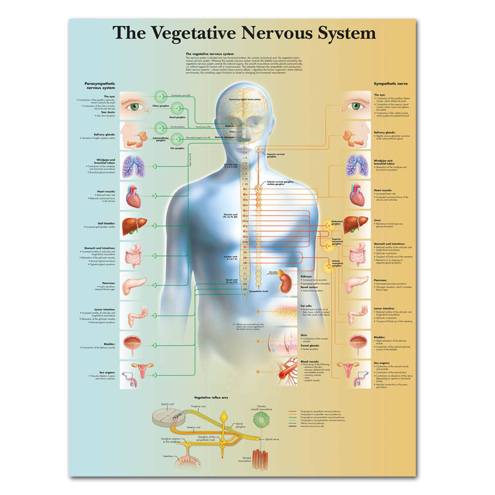 Wangarvegetative Nervous System Chart Poster Print Canvas Painting Wall ...