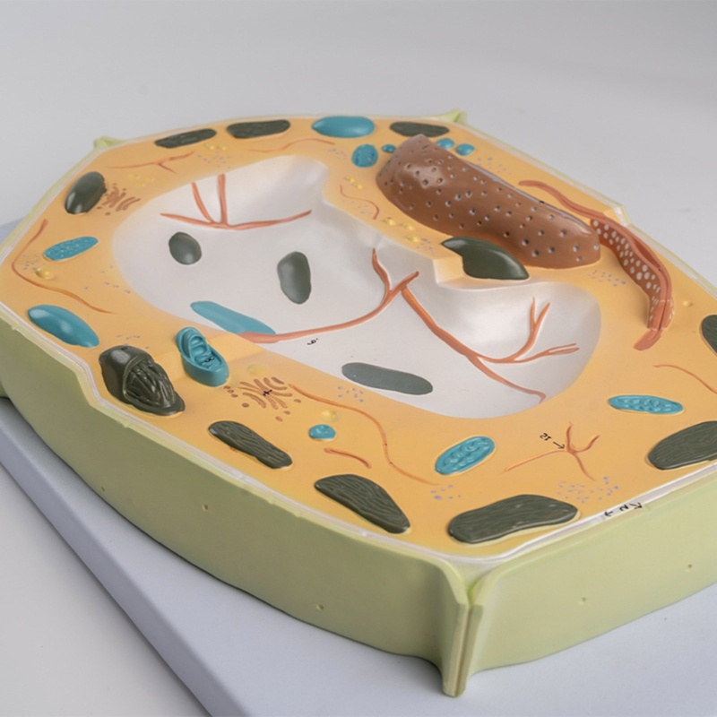 love* Medical Model Cell Structure Model Plant Anatomical Anatomy Model ...