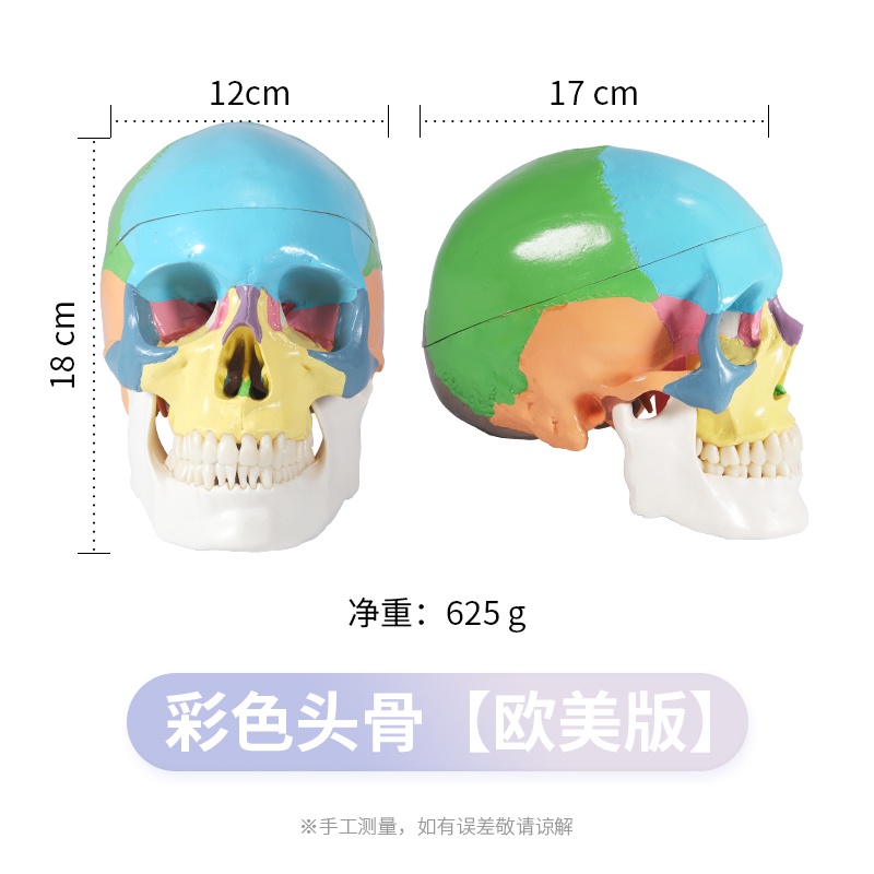 Disassembled Life Size Colorful Human Skull Model Anatomical Anatomy ...