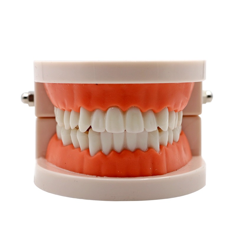 Standard Dental Lab Model Tooth Model Dental Student Model Teeth Model ...