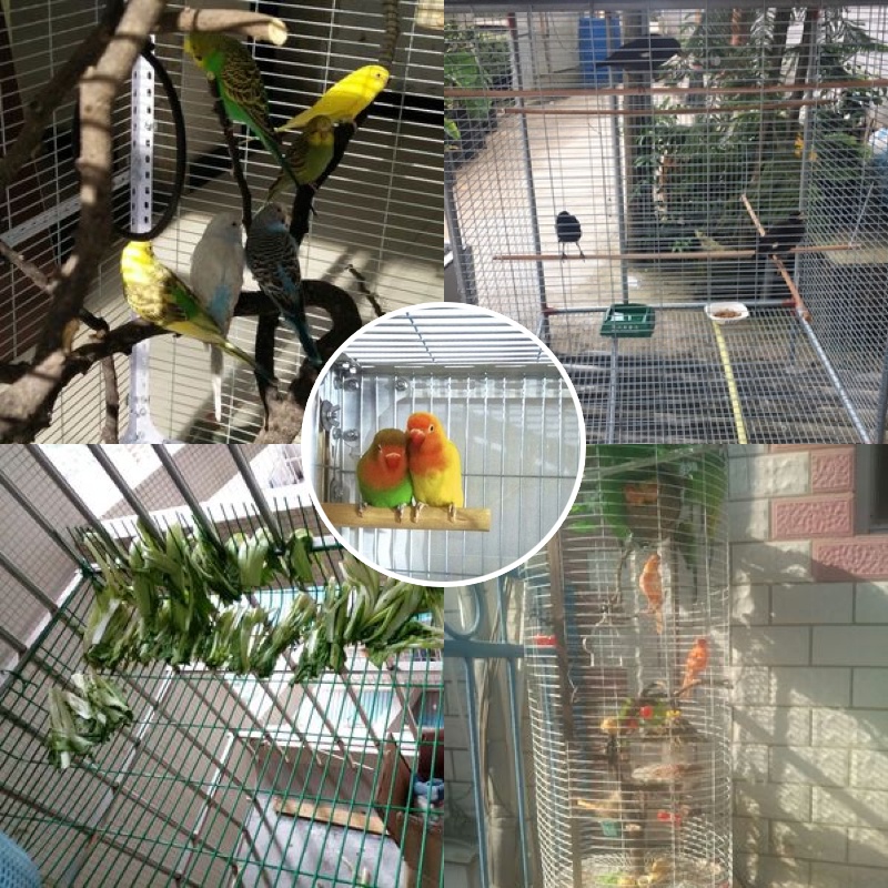 Galvanized welded mesh outdoor cage iron wire mesh bird cage mesh