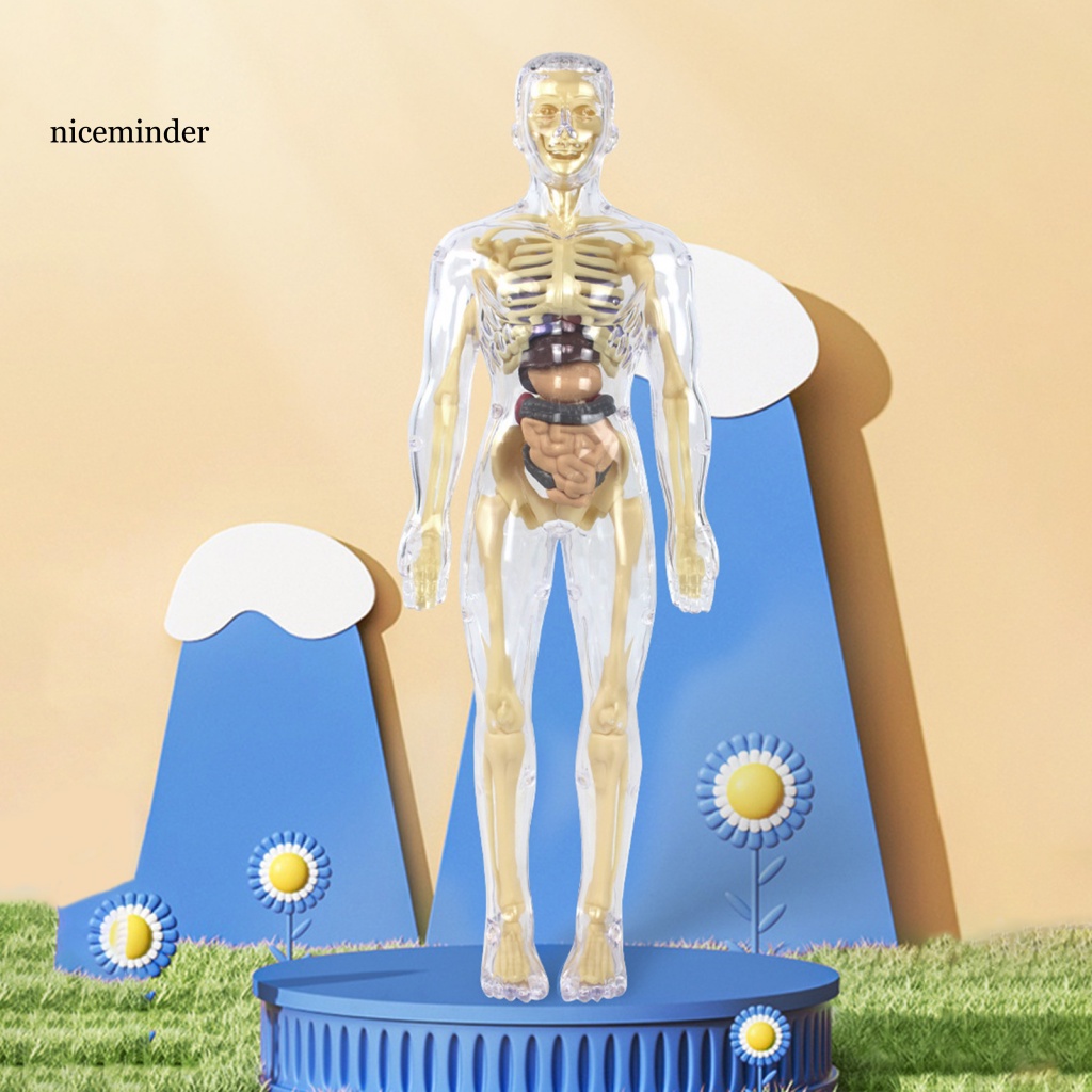 ZNCE_ Human Body Structure Toys Handson Human Body Learning Toy