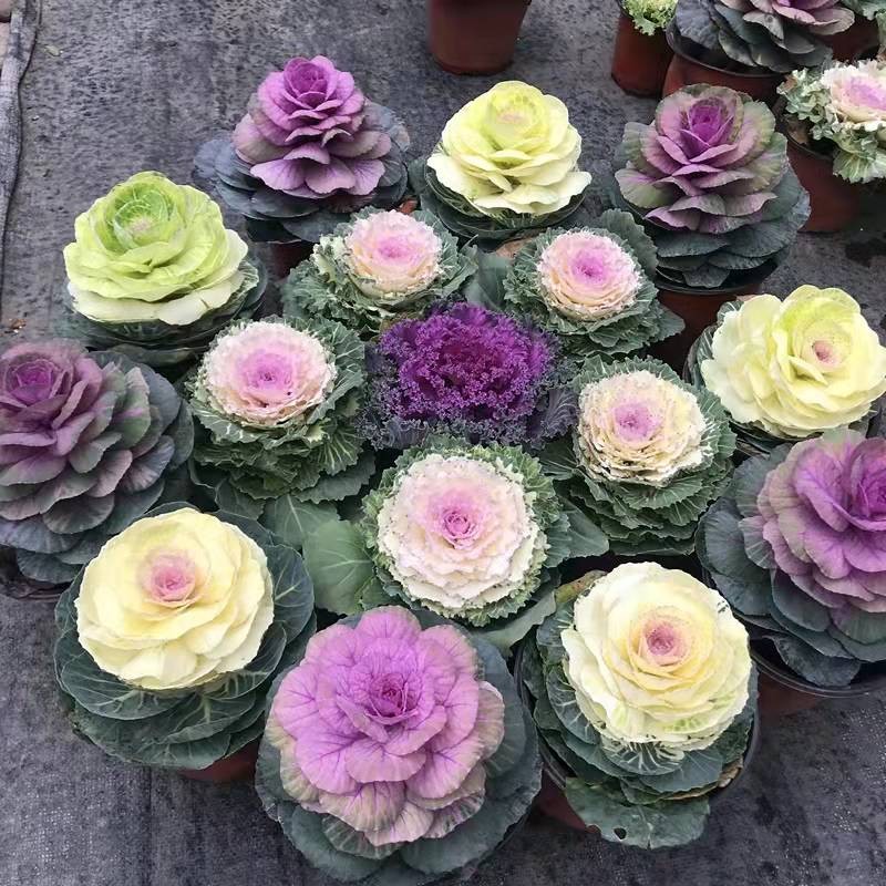 100% Original Mixed Colors Ornamental Kale Seeds for Sale (Fresh 20pcs ...