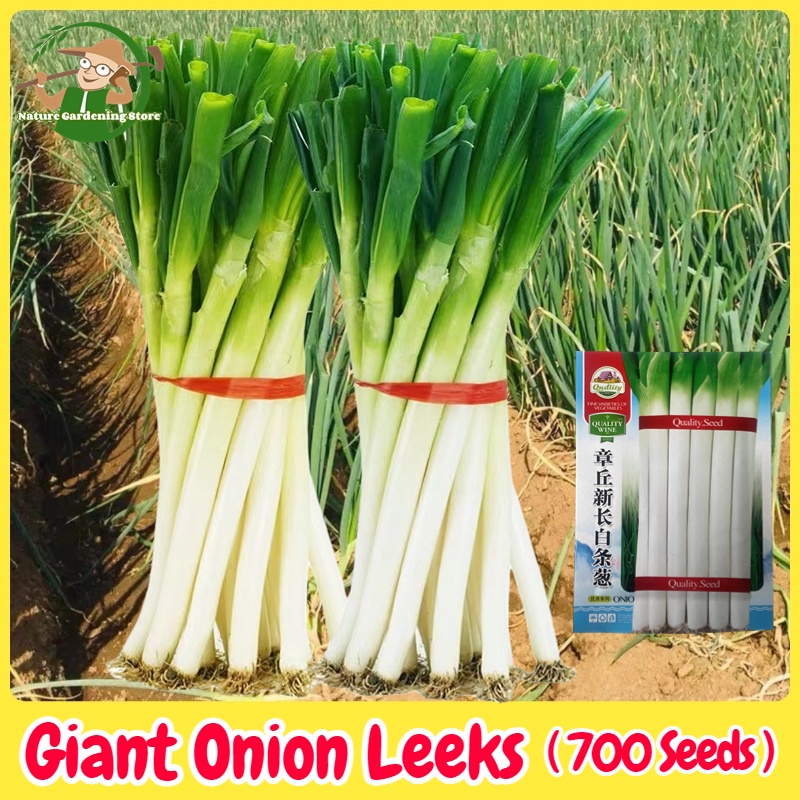 Organic Giant Onion Leeks 700 Seeds for Planting High Yield Hybrid Big ...