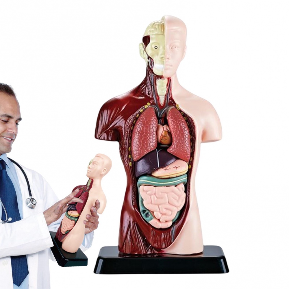 Medicals Torso Human Body Model，6 Parts Anatomy Doll，PVC Education ...