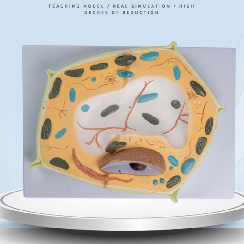 love* Medical Model Cell Structure Model Plant Anatomical Anatomy Model ...