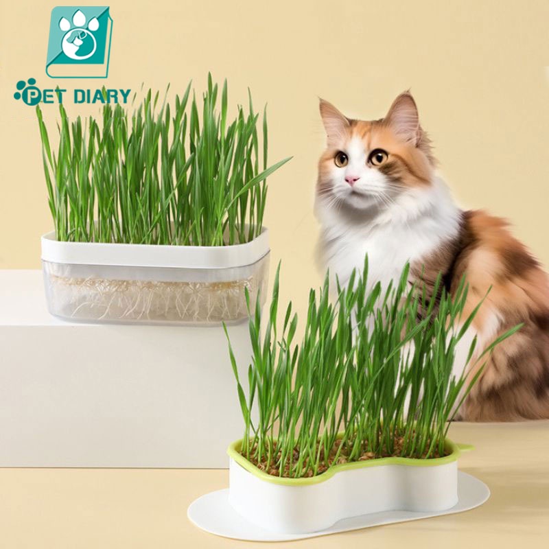 Cat Grass Planting Contains 50g Seed Cat Treats Hydroponic Wheat ...