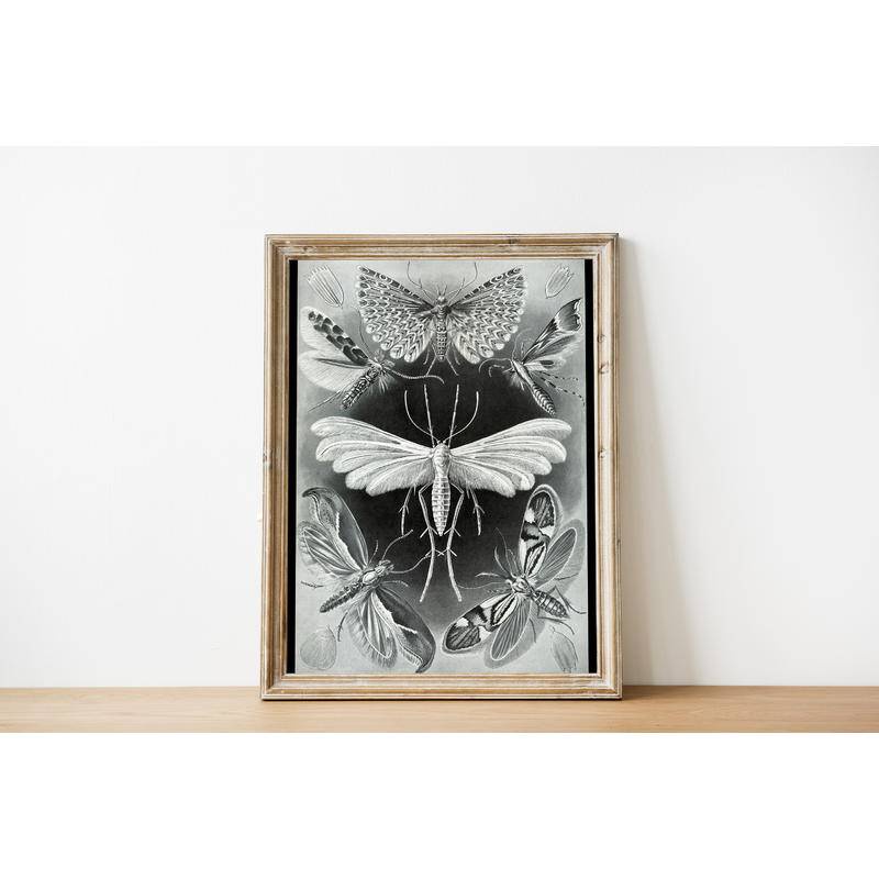 Vintage Moths Print, Poster Chart Science Print wall art canvas ...