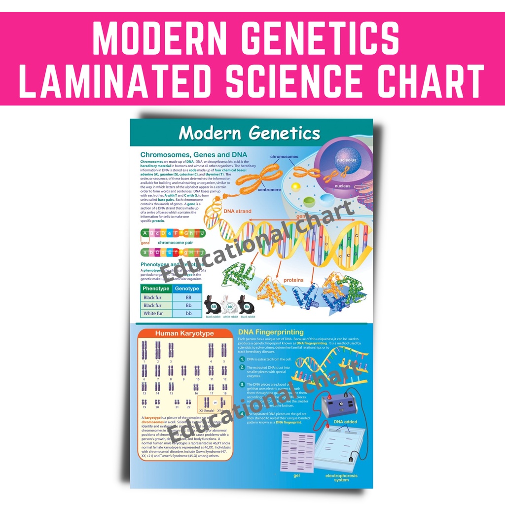 LAMINATED EDUCATIONAL SCIENCE BIOLOGY CHARTS MODERN GENETICS SCIENCE ...