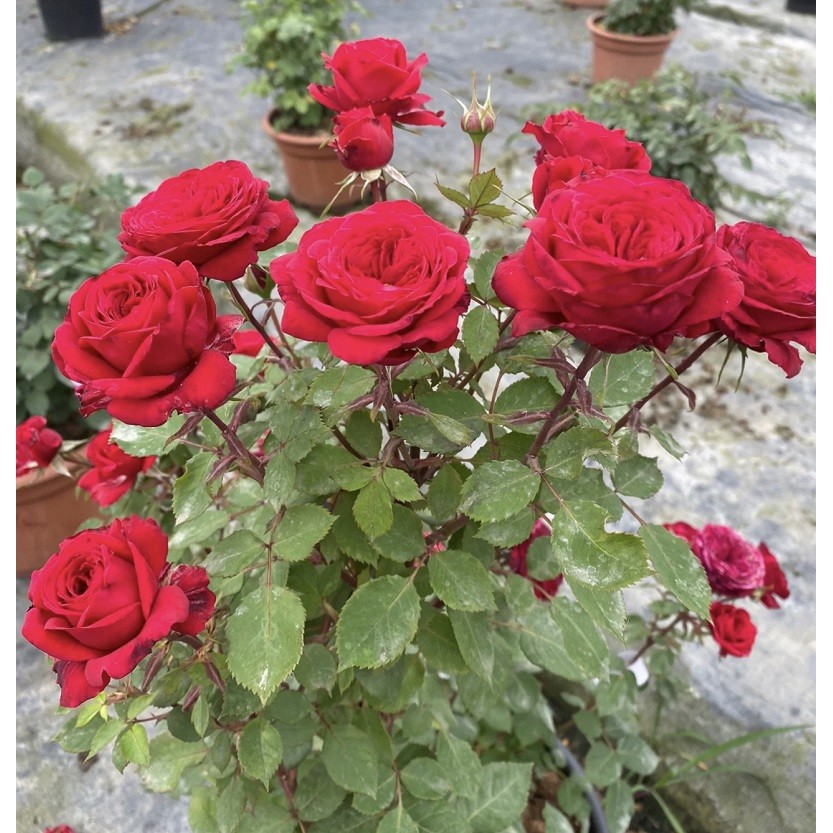 [Easy to grow in the Philippines] Red Rose Bonsai Seeds Flower Seeds ...