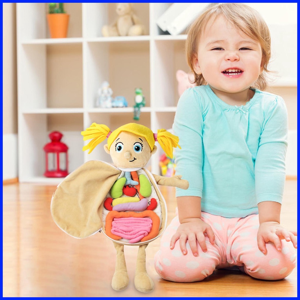 3D Organ Toy Set Human Body Anatomy Model Puzzle Soft Plush Doll Human