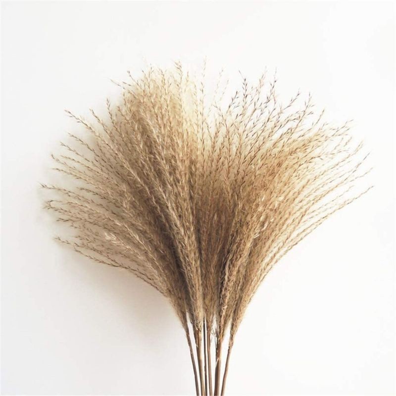 Dried Reed Fluffy 12 stems Pampas Real Flower DRIED FLOWER BAZAAR ...