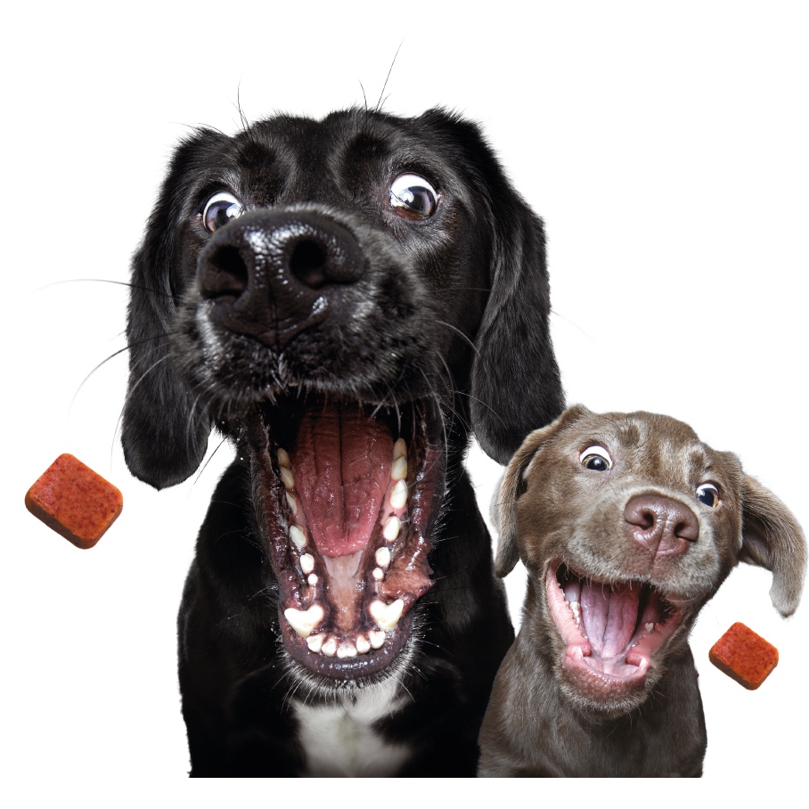 NG Monthly Chewable Tablet for treatment of fleas, tick, ear mite