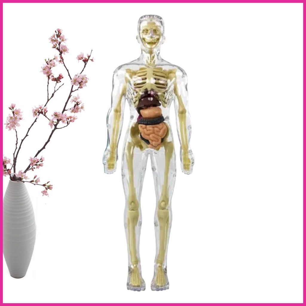 Anatomy Models Human Body Torso Figure Model with Posable Anatomy ...