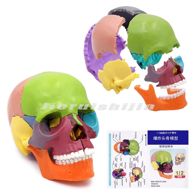 thumbnail image 2 of 15-Part Colorful Human Skull Anatomy Model - Medical Teaching Skeleton 2 of 5