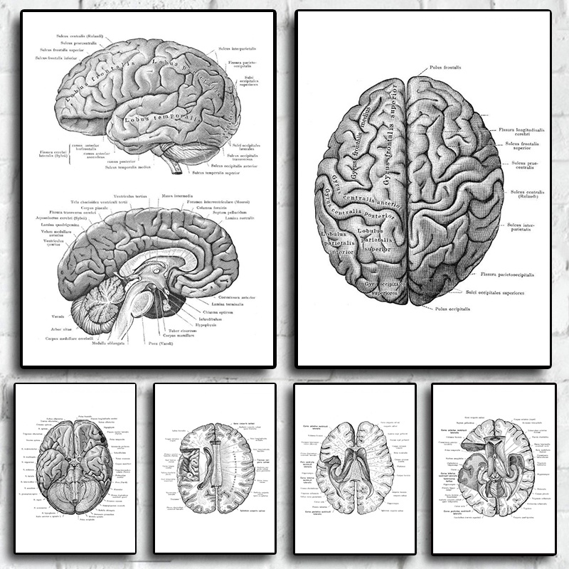 Anatomical Brain Structure Posters Art Medical Antique Anatomy Print ...