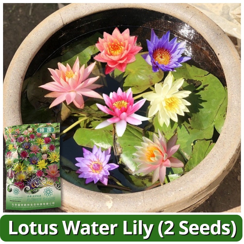 High Quality Lotus Water Lily Seeds (2 Seeds, Random Color) Hydroponic ... - Water Lily Lotus Substrate