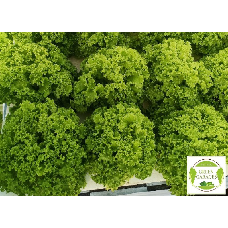 Estrosa Lettuce Lollo Bionda 400500 seeds Shopee Philippines