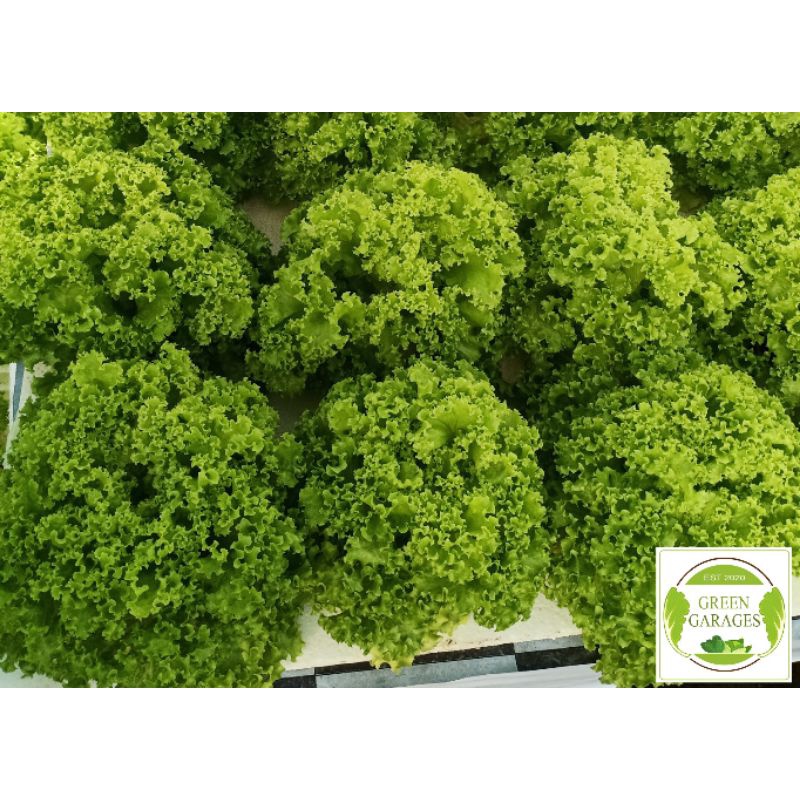 Estrosa Lettuce Lollo Bionda 400 500 Seeds Shopee Philippines 1714