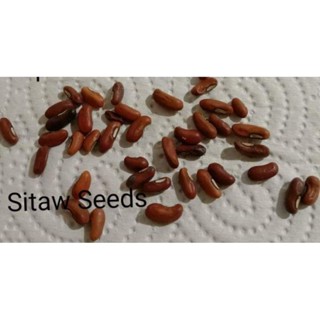 Vegetable Seeds Set of 5pcs (Mustasa/Okra/Talong/Petchay/Sitaw ...