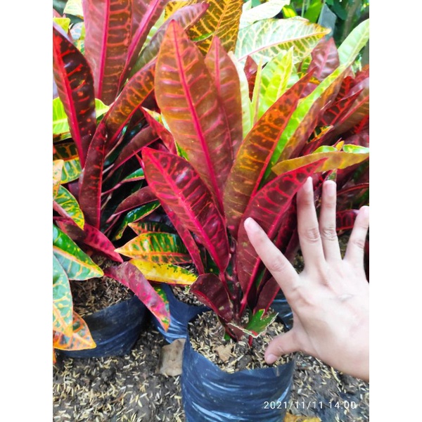 ♞San Francisco plant. Shopee Philippines