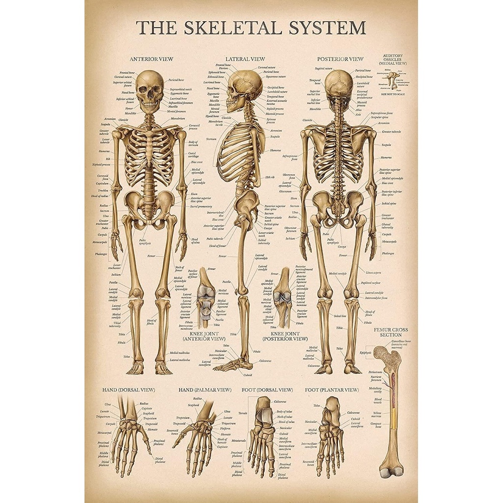 Vintage Skeletal System Anatomical Chart Human Skeleton Anatomy Poster ...