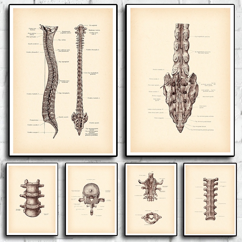 Spinal Anatomy Print Vintage Poster Medical Antique Anatomy Print ...
