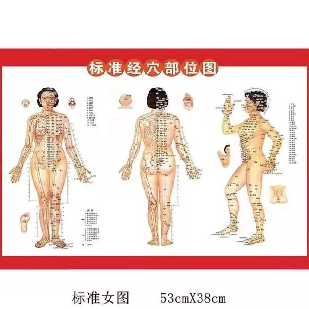 12.22 (Female) Body Map Human Body Acupoint Map Moxibustion Map ...