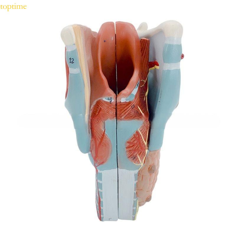 Top 2x Enlarged Anatomical Larynx Model Detachable Human Throat Model ...